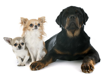 Image showing three dogs