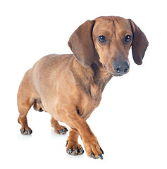 Image showing dachshund dog