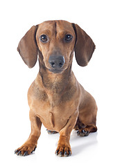 Image showing dachshund dog