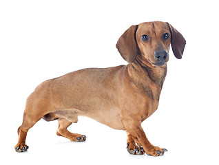 Image showing dachshund dog