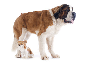 Image showing Saint Bernard and chihuahua