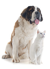 Image showing Saint Bernard and cat