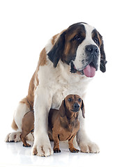 Image showing Saint Bernard and dachshund dog