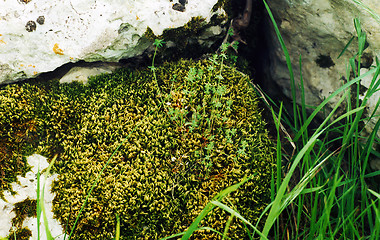 Image showing moss