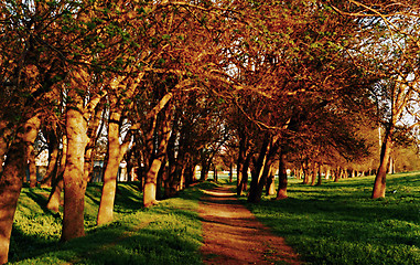 Image showing ash garden