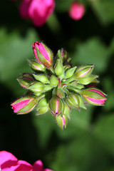 Image showing Budding Geraniums