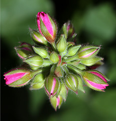 Image showing Spring Buds