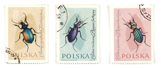 Image showing Bugs and insects on postage stamps