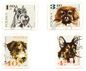 Image showing Dogs on Polish postage stamps