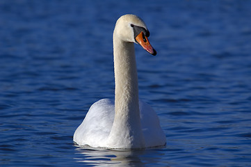 Image showing Swan