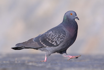 Image showing Pigeon