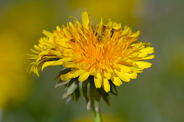 Image showing Dandelion detail