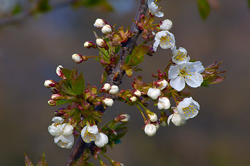 Image showing Cherry blossom