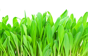 Image showing Green grass