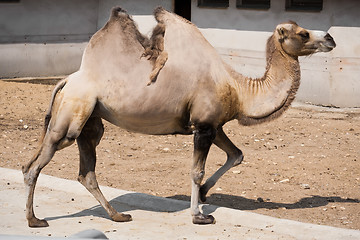 Image showing Camel