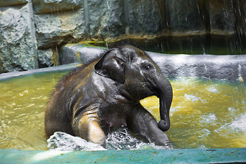 Image showing Elephant