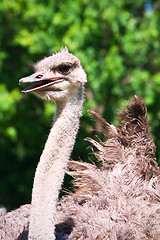 Image showing Ostrich