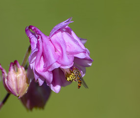 Image showing Bee on flower