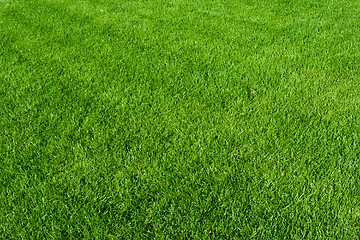 Image showing Green grass