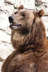 Image showing Bear