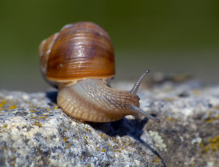 Image showing Snail