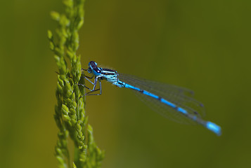 Image showing Blue dragonfly