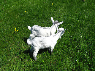 Image showing Goat kids on the pasture