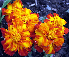 Image showing Flower beauties