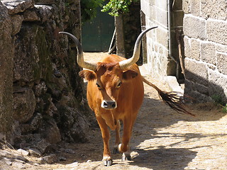 Image showing Portuguese cow