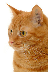 Image showing Cat on white background