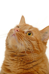 Image showing Cat is looking up.