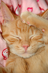 Image showing Sleepy sweet kitten