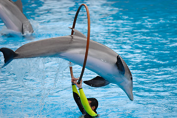 Image showing Dolphin jumping through a ring