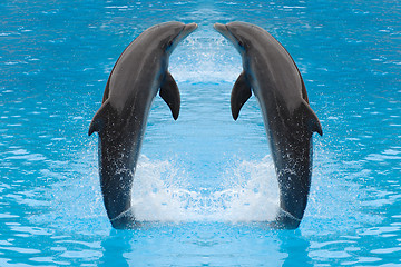 Image showing Dolphin twins