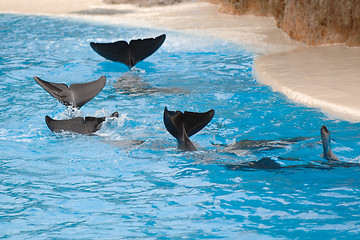 Image showing Dolphins wawing