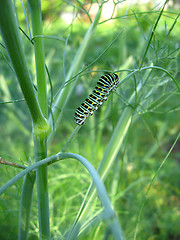 Image showing Caterpillar of the butterfly machaon