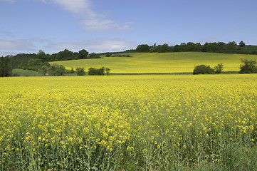 Image showing Rape field