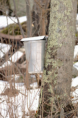 Image showing New England Maple Sugar Tapping