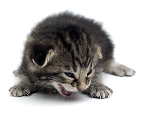 Image showing kitten