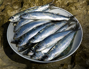 Image showing sardines