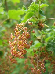 Image showing ribes rubrum, red