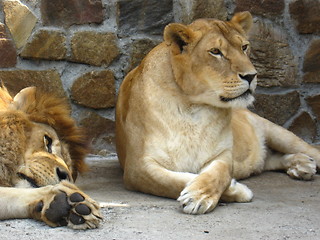 Image showing Lion and a lioness have a rest