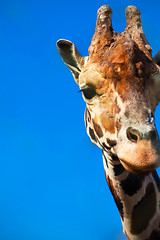 Image showing Giraffe