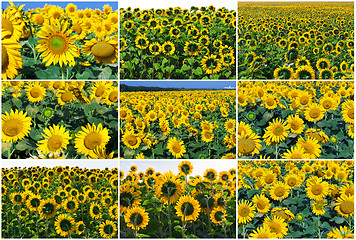 Image showing Sunflowers