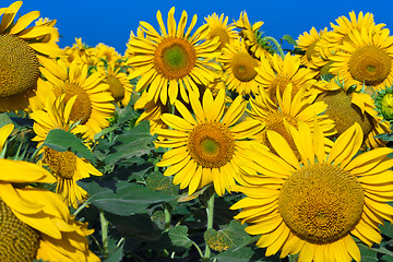 Image showing Sunflowers