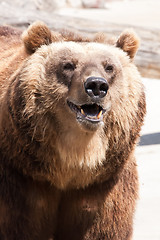 Image showing Bear