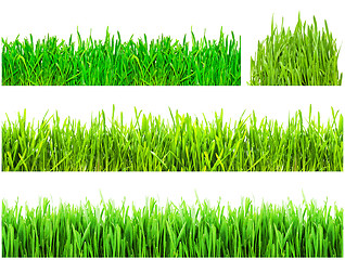 Image showing Green grass