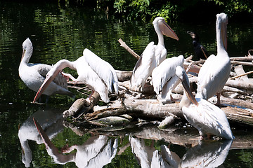 Image showing Pelicans