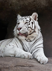 Image showing White Tiger