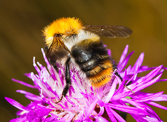 Image showing Bumblebee